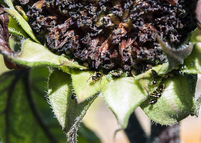 Ants and Aphids3