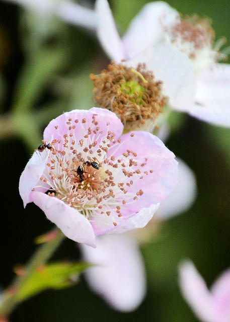 Ants' Blossom