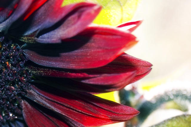 Sunflower Petals