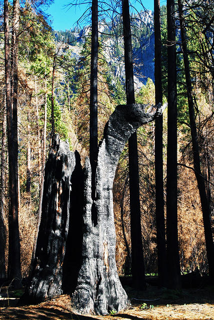 Yosemite Charred