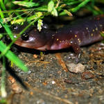 Salamander Up-Close
