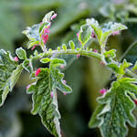 Aphids2