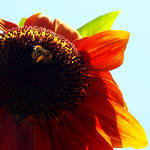 Sunflower Bee