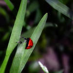 Ladybug Dangling