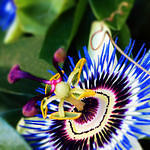 Passionflower2