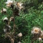 Spiky Weeds