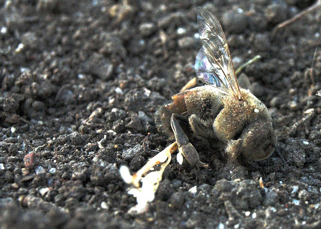 Dead Bee Half