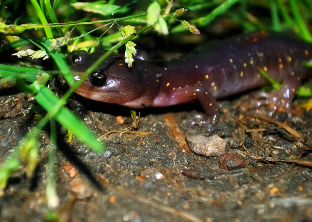 Salamander Up-Close