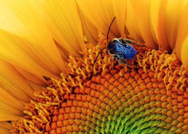 Sunflower Bug