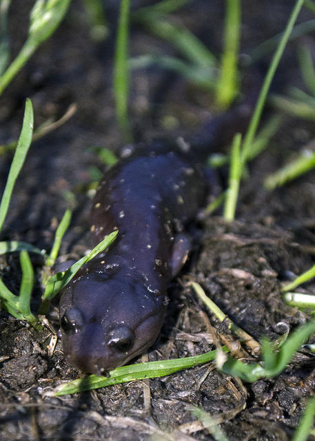 Salamander Approaching