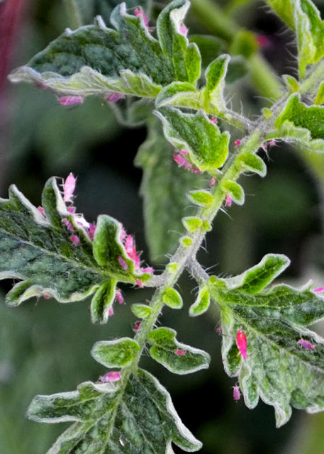 Aphids3