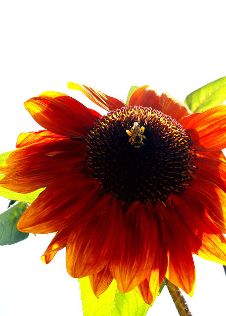 Sunflower Bee3