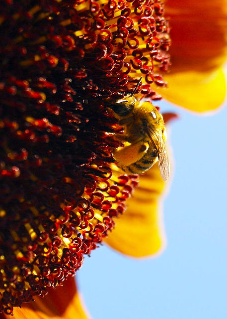 Sunflower Bee1