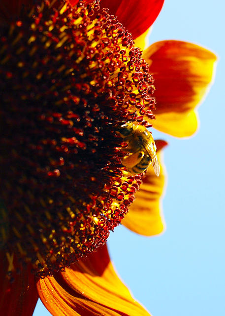 Sunflower Bee2