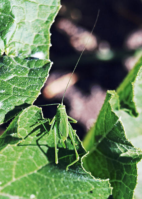 Katydid4