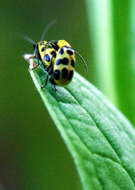 Beetles Fornicating
