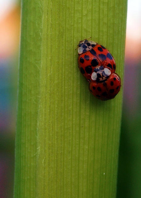 Ladybug Copulation