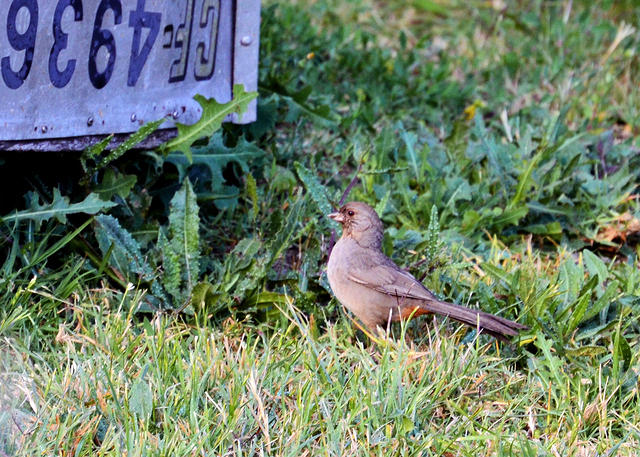 Bird in Yard