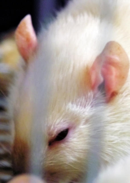 Rat Close-Up