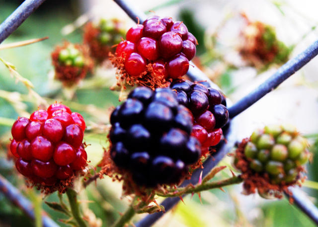 Wild Blackberries