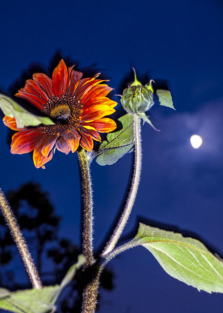 Moon Sunflowers