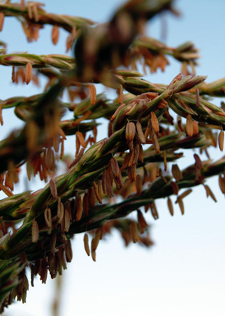 Corn Stalks