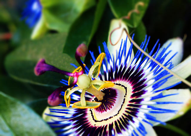 Passionflower2