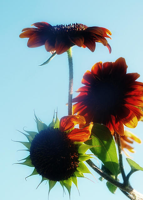 Halo Sunflowers