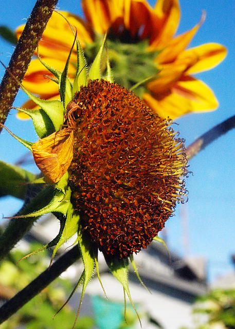 Nearly Done Sunflower