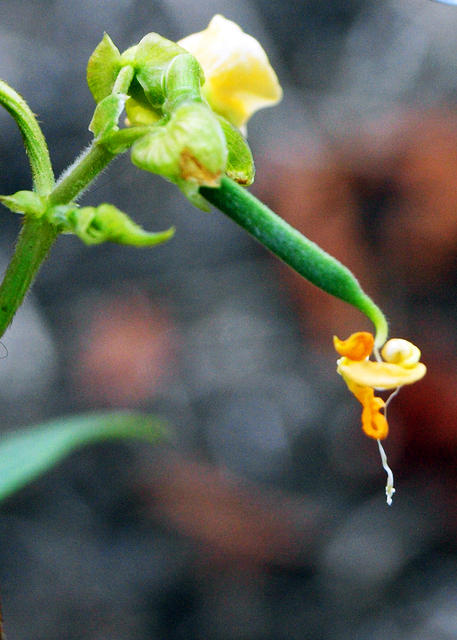 Green Bean Flower