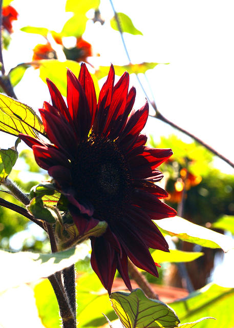 Red Glow Sunflower