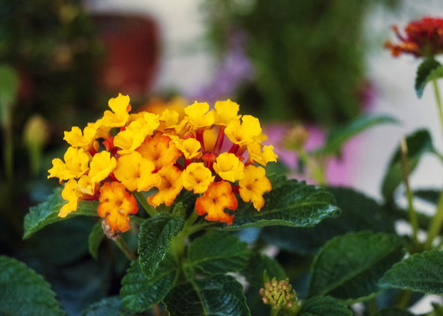 Butterfly Weed