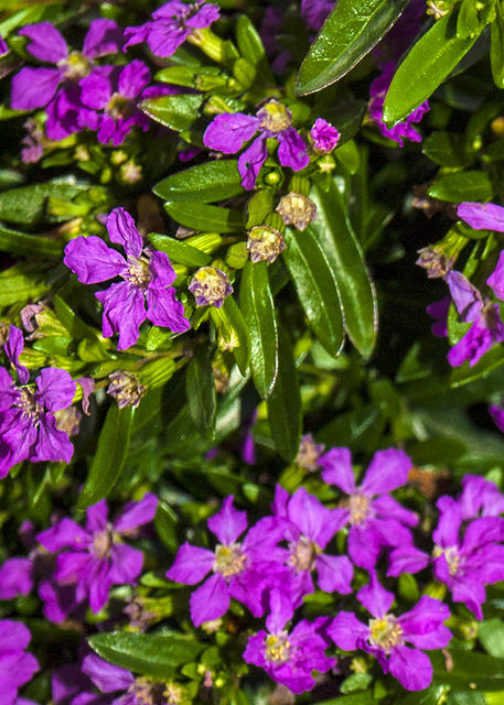 Purple Flowers