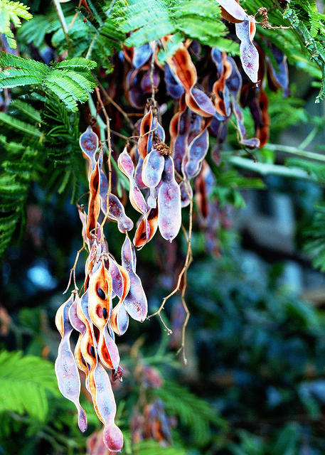 Hanging Tree Seeds