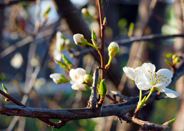 Blossom Branch