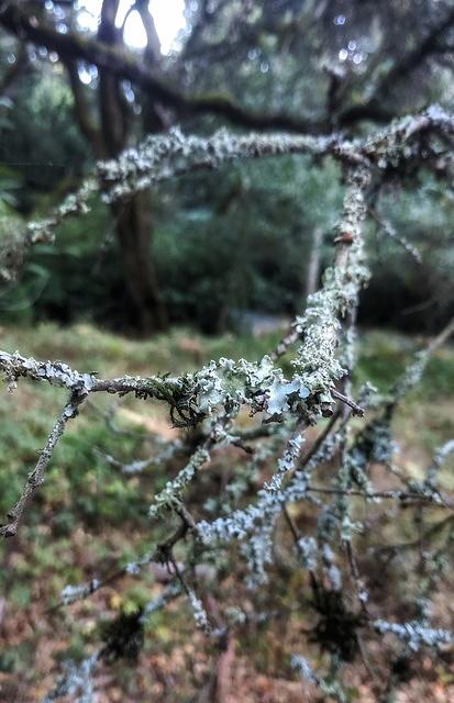 Tree Frost