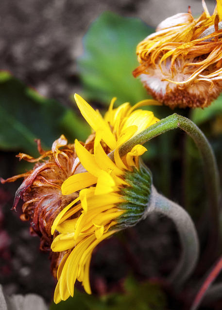 Marigold Aged