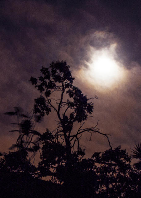 Neighbor's Tree Moonlit