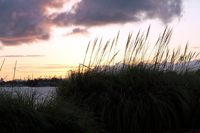 Waving Grasses