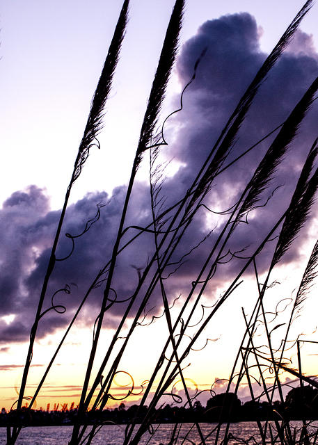 Cloudy Grasses