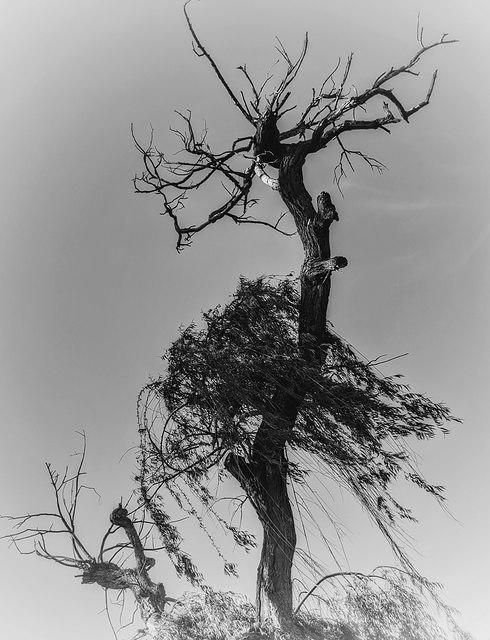 Ghost Tree