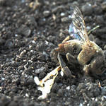 Dead Bee Half