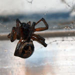 Shriveled Spider