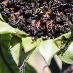 Ants and Aphids3