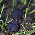 Salamander Approaching