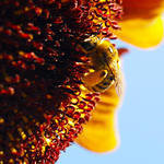 Sunflower Bee1