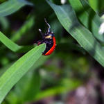 Ladybug Flailing
