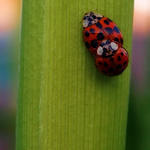 Ladybug Copulation