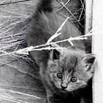 Blue Grey Kitten