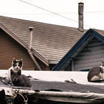 Rooftop Kittens